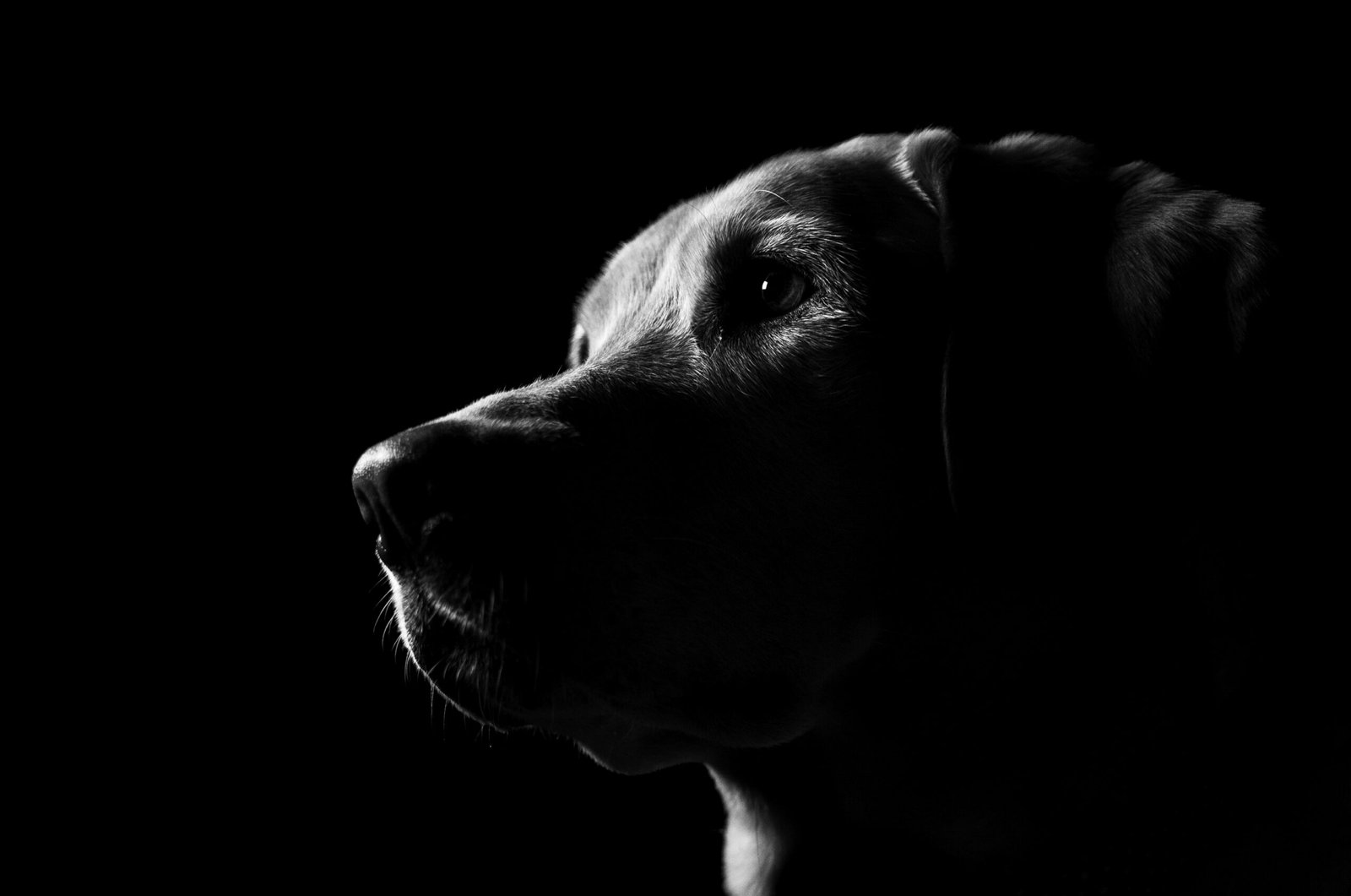 Close up, black and white moody lighting of a yellow lab in front of a black background.